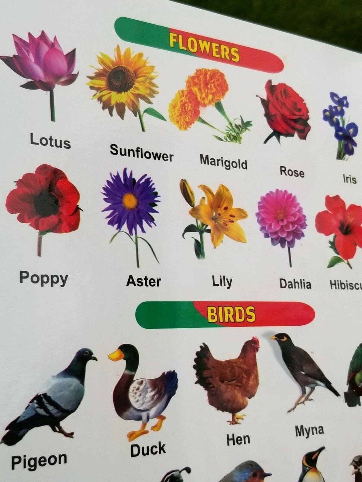 Learn hindi english maths alphabet rhymes my first board book all in one b63