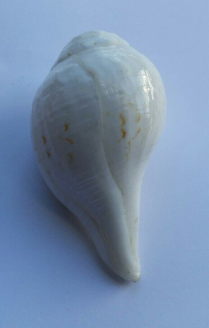 Sacred Shankh conch shell Holy divine sound Sikh vamavarti Shankha Hindu pooja Blowing Sanjh OO