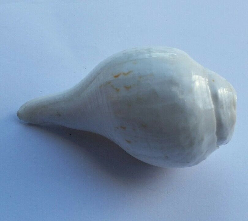 Sacred Shankh conch shell Holy divine sound Sikh vamavarti Shankha Hindu pooja Blowing Sanjh OO