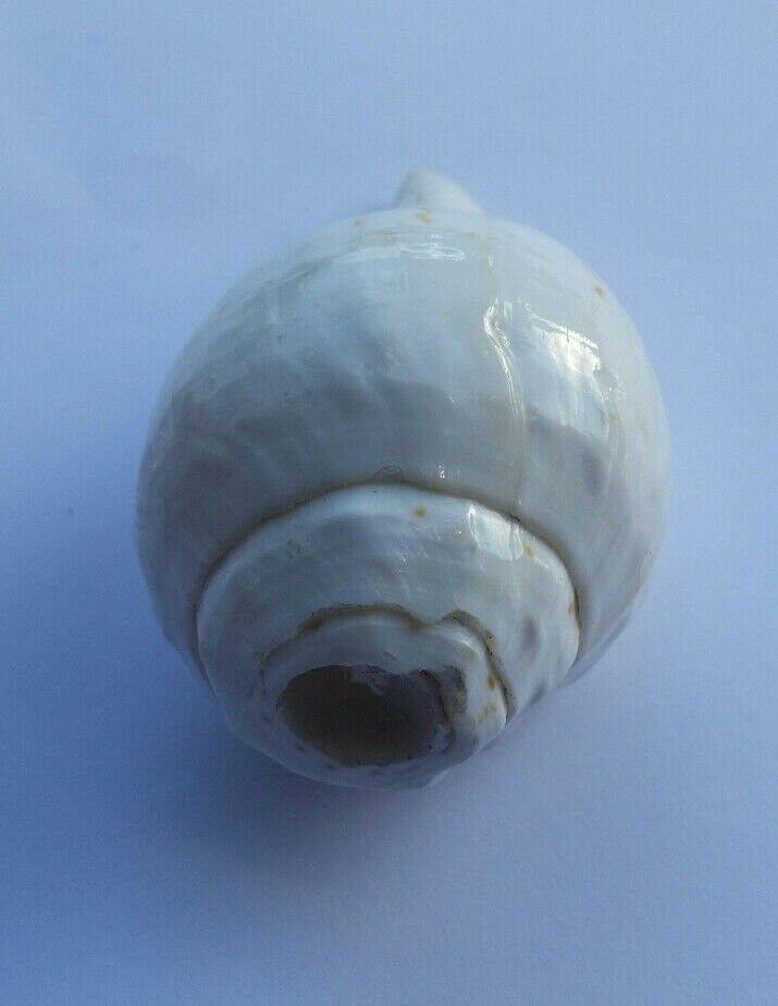Sacred Shankh conch shell Holy divine sound Sikh vamavarti Shankha Hindu pooja Blowing Sanjh OO