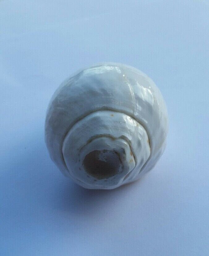 Sacred Shankh conch shell Holy divine sound Sikh vamavarti Shankha Hindu pooja Blowing Sanjh OO