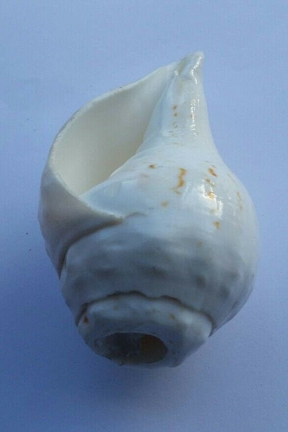 Sacred Shankh conch shell Holy divine sound Sikh vamavarti Shankha Hindu pooja Blowing Sanjh OO