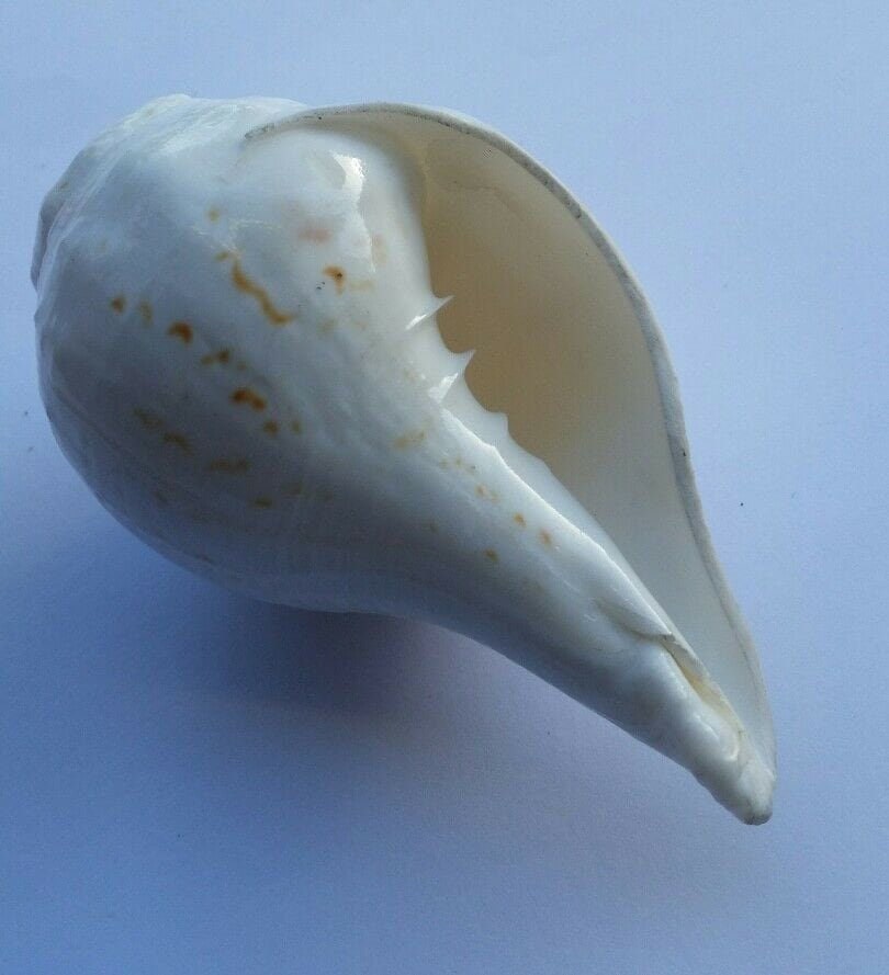 Sacred Shankh conch shell Holy divine sound Sikh vamavarti Shankha Hindu pooja Blowing Sanjh OO