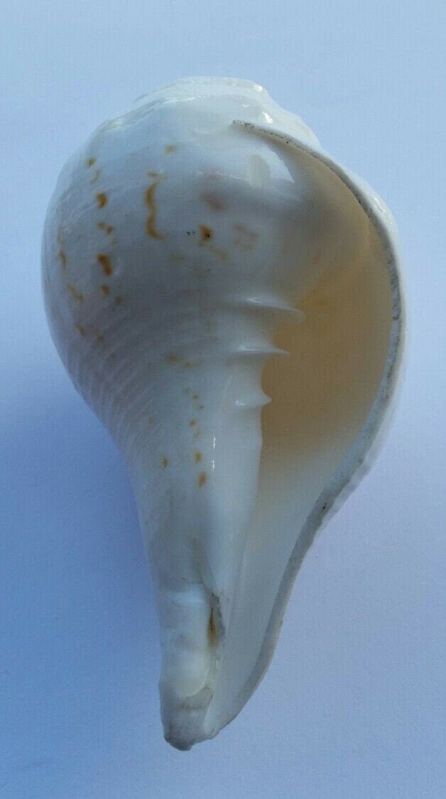 Sacred Shankh conch shell Holy divine sound Sikh vamavarti Shankha Hindu pooja Blowing Sanjh OO