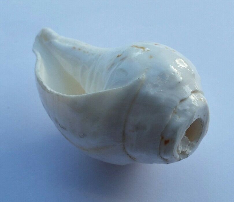 Sacred Shankh conch shell Holy divine sound Sikh vamavarti Shankha Hindu pooja Blowing Sanjh OO