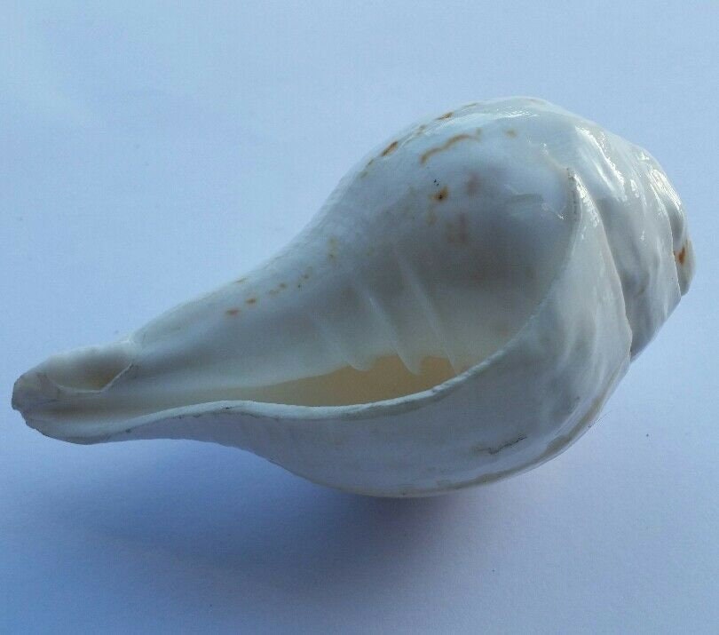 Sacred Shankh conch shell Holy divine sound Sikh vamavarti Shankha Hindu pooja Blowing Sanjh OO