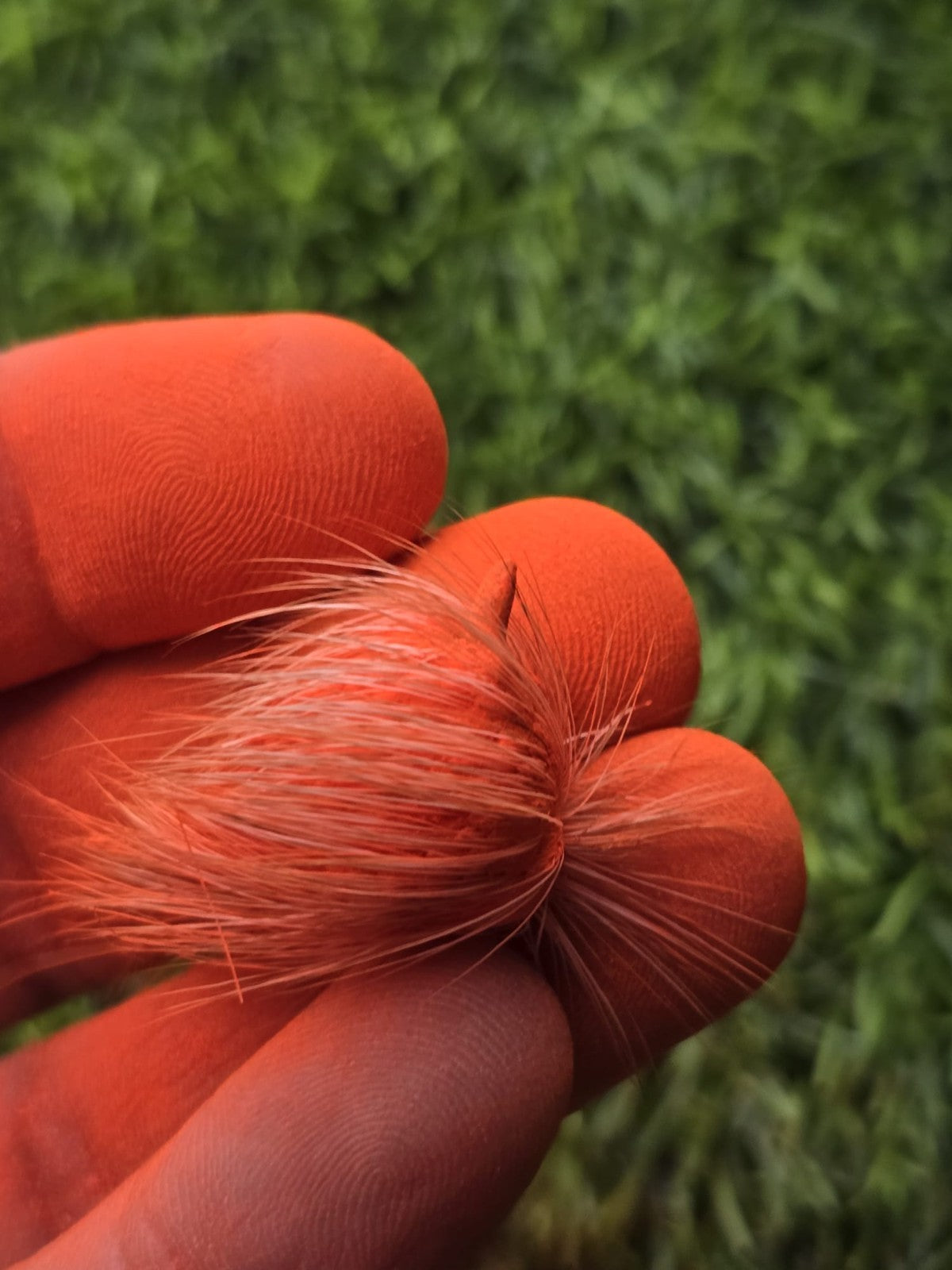 Giddar Singhi Jackal Horn Siyar ritual Wicca Pagan Magic black amulet evil eye T