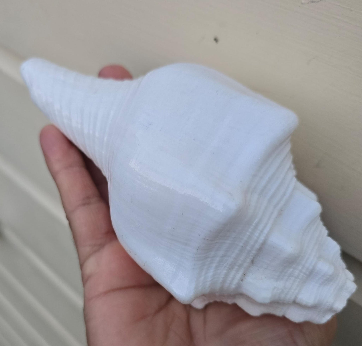 Sacred Big Shankh Holy Divine Sound Sikh Sankh Conch Shell Vamavarti Hindu Pooja SSS