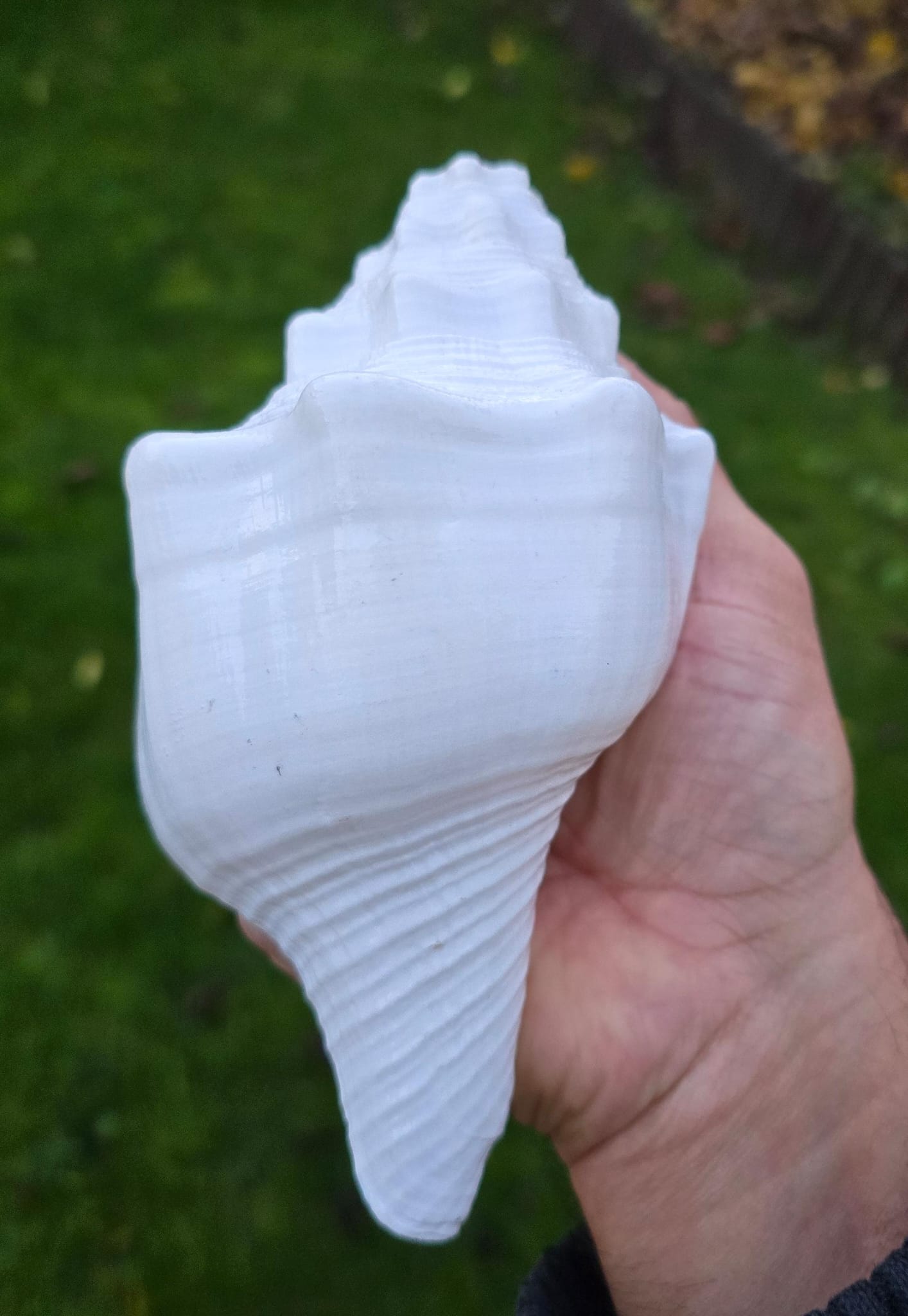 Sacred Big Shankh Holy Divine Sound Sikh Sankh Conch Shell Vamavarti Hindu Pooja SSS