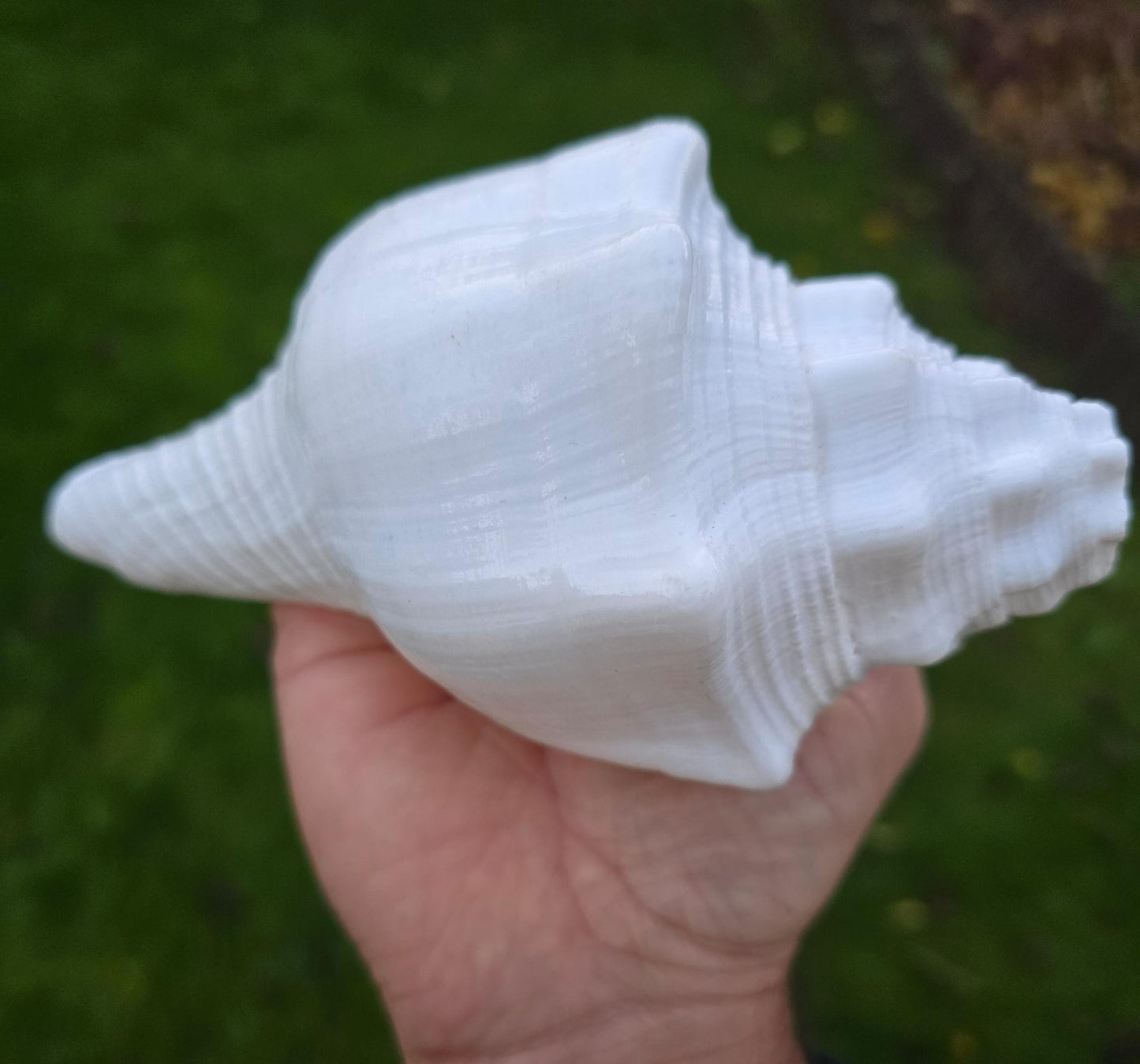 Sacred Big Shankh Holy Divine Sound Sikh Sankh Conch Shell Vamavarti Hindu Pooja SSS