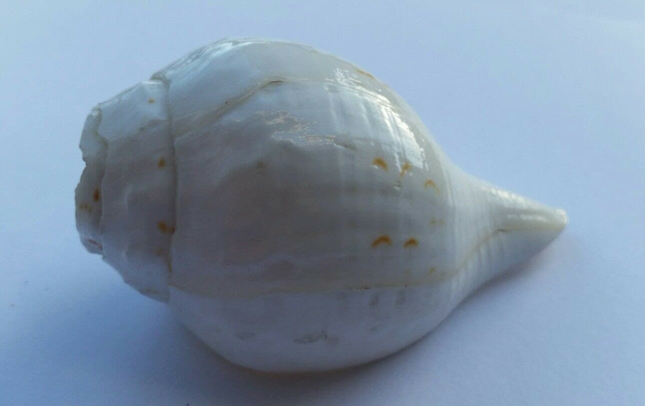 Sacred shankha holy divine sound sikh shankh conch shell vamavarti hindu pooja oo